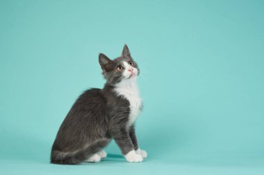 Gri ve beyaz bir kedi yavrusu parlak gözlerle bakar, neşeli duruşu sakin bir su stüdyosunun arka planına karşıdır.