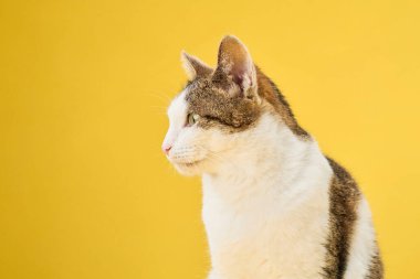 Dengeli bir tekir kedi güvenli bir şekilde ileriye bakar, canlı sarı bir zemin üzerine kurulur. Yeşil gözleri çarpan kediler tek renkli ortamda büyüleyicidir.