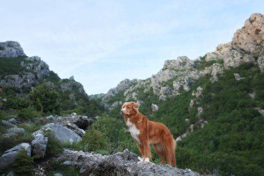 Bir Nova Scotia Duck Tolling köpeği kayalık bir dağda duruyor. Sahne, engebeli bir açık hava ortamında macera ve doğal güzelliği çağrıştırıyor.