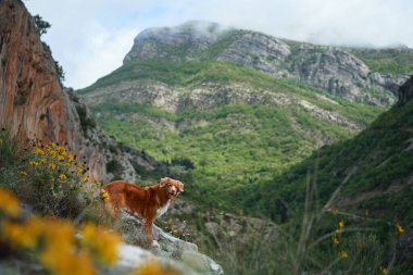 Bir Nova Scotia Duck Tolling köpeği, kır çiçekleri ve yemyeşil bir vadiyle çevrili kayalık bir dağ çıkıntısında duruyor.. 