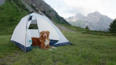 Bir Nova Scotia Duck Tolling Retriever köpeği, arka planda yüksek tepeler bulunan çimenli bir dağ yamacına kurulmuş bir çadırın içinde dinleniyor..