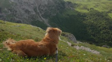 Bir Nova Scotia Duck Tolling Retriever köpeği çimenli bir tepede duruyor, engin, yeşil bir vadiye ve bulutlu bir gökyüzünün altındaki uzak dağlara bakıyor.
