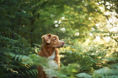 Nova Scotia Duck Tolling Retriever köpeği bir ormanda yemyeşil eğreltiotu ile çevrili, dikkatlice yan bakar. 