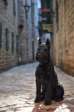 Siyah bir Schnauzer köpeği, tarihi bir alışveriş bölgesindeki bir sokakta sabırla oturur ve şehrin zamansız zarafetini yayar.