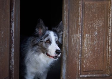 Bir Border Collie ihtiyatlı bir şekilde eski ahşap bir kapıdan dışarı adımını atar, yüzü gölgeden aydınlığa çıkar.. 