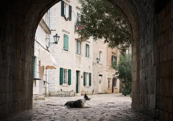 Bir Border Collie köpeği eski bir Avrupa şehir meydanına giden tarihi bir kemerin kaldırım taşı yolunda dinleniyor.