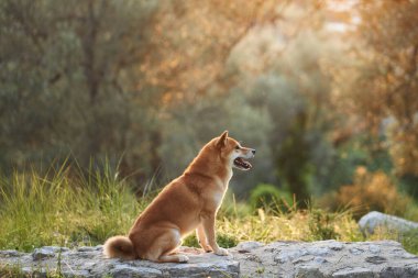 Bir Shiba Inu köpeği, bir kayaya tünemiş, arkasını kolluyor. Güneş, ağaçların arkasında, huzurlu bir korulukta batıyor.