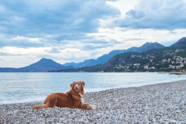 Bir Nova Scotia Duck Tolling Retriever köpeği deniz kenarındaki kayalık bir çıkıntıda yatıyor.