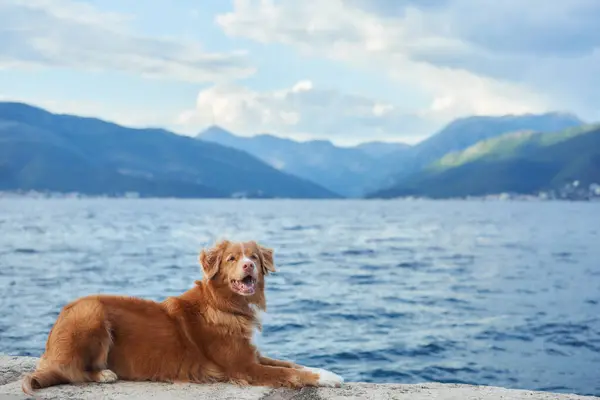 stock image A Nova Scotia Duck Tolling Retriever dog lies on a stone ledge by the sea with mountains in the background