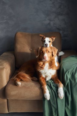 Kanepede iki köpek, Jack Russell ve Nova Scotia Duck Toller yan yana poz veriyor.. 