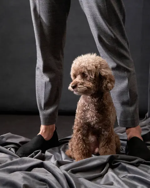 stock image A Poodle sits attentively between a persons legs in a studio, symbolizing a close bond and obedience, the essence of companionship captured in a tranquil pose