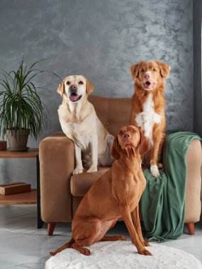 Dört köpekten oluşan dostane bir toplantı, evde uyumlu bir karışım. Bir Labrador, Vizsla, Nova Scotia Duck Tolling Retriever ve Jack Russell Terrier şık bir yaşam alanında bir araya geldiler.