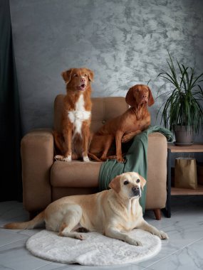 Dört köpekten oluşan dostane bir toplantı, evde uyumlu bir karışım. Bir Labrador, Vizsla, Nova Scotia Duck Tolling Retriever ve Jack Russell Terrier şık bir yaşam alanında bir araya geldiler.
