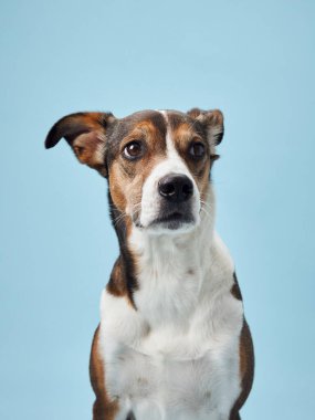 Studio Dik Bakış 'ta Meraklı Köpek, Blue Karşısında Portre. Melez bir köpek dikkatle bakar, kulakları açıktır, stüdyo ortamında.