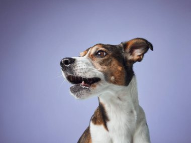 Studio Dik Bakış 'ta Meraklı Köpek, Blue Karşısında Portre. Melez bir köpek dikkatle bakar, kulakları açıktır, stüdyo ortamında.
