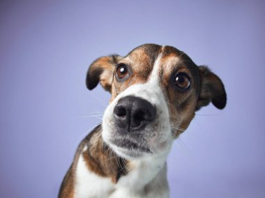Studio Dik Bakış 'ta Meraklı Köpek, Blue Karşısında Portre. Melez bir köpek dikkatle bakar, kulakları açıktır, stüdyo ortamında.