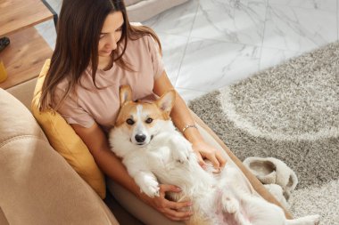 Samimi sahne, bir evcil hayvan sahibinin tüylü Pembroke Welsh Corgi 'siyle sıcak bir iç mekanda bağ kurmasının rahatlığını yakalıyor.