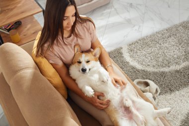 Samimi sahne, bir evcil hayvan sahibinin tüylü Pembroke Welsh Corgi 'siyle sıcak bir iç mekanda bağ kurmasının rahatlığını yakalıyor.