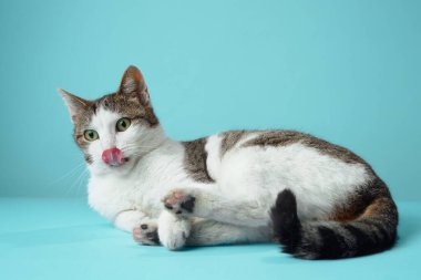 Oyuncu beyaz ve kahverengi bir kedi mavi bir yüzeye uzanıyor, parlak gözleri dikkat çekiyor. Bu canlı kedi şakacı maskaralıklar sergiliyor ve stüdyo ışıklarının altında çekici bir poz veriyor.