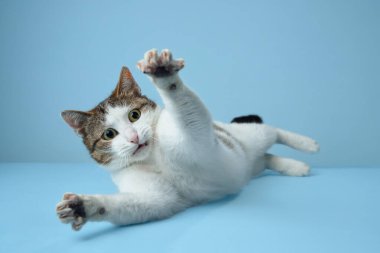 Oyuncu beyaz ve kahverengi bir kedi mavi bir yüzeye uzanıyor, parlak gözleri dikkat çekiyor. Bu canlı kedi şakacı maskaralıklar sergiliyor ve stüdyo ışıklarının altında çekici bir poz veriyor.