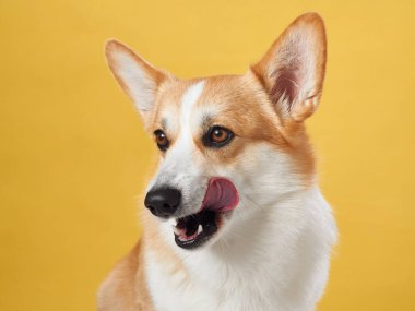Canlı bir Pembroke Galli Corgi köpeği burnunu yalıyor, güneşli sarı bir arka planda.