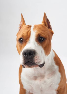 Bir Amerikan Staffordshire Terrier 'inin yakın plan portresi doğrudan kameraya bakıyor, etkileyici gözlerini ve kaslı vücudunu yumuşak beyaz arka planda gösteriyor.