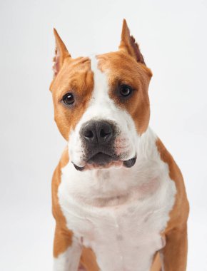Bir Amerikan Staffordshire Terrier 'inin yakın plan portresi doğrudan kameraya bakıyor, etkileyici gözlerini ve kaslı vücudunu yumuşak beyaz arka planda gösteriyor.