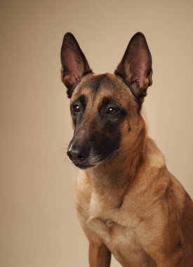Tarafsız bir zemine karşı Belçika Malinois portresi. Hizmet köpekleri veya hayvan davranışları içeren projeler için mükemmel bir üreme.