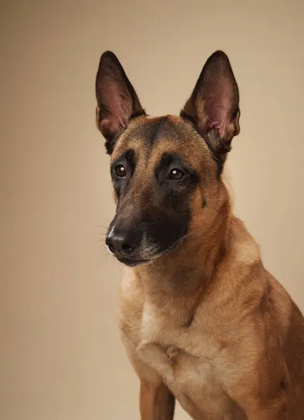 stock image Close-up portrait of a Belgian Malinois against a neutral backdrop. Breed perfect for projects involving service dogs or animal behavior