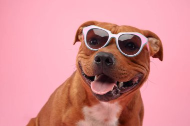 Neşeli bir Staffordshire Boğa Teriyeri bir çift renkli turkuaz gözlük takıyor, yumuşak pembe bir arka plana neşeyle sırıtıyor.