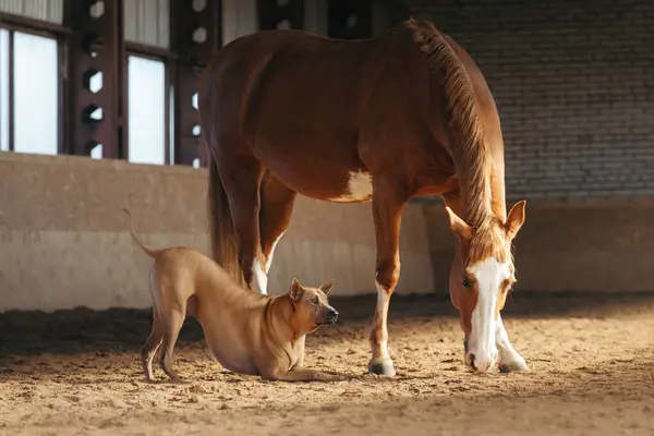 stock image A horse and a Thai Ridgeback dog engage in a quiet exchange, in a stable bathed in natural light. This profound moment captures the essence of interspecies connection