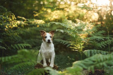 Bir Jack Russell Terrier köpeği, ormandaki yemyeşil eğreltiotlarıyla çevrili bir ağaç kütüğünün üzerinde duruyor ve doğrudan kameraya bakıyor.