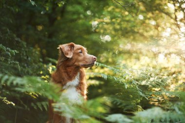 Nova Scotia Duck Tolling Retriever köpeği bir ormanda yemyeşil eğreltiotu ile çevrili, dikkatlice yan bakar. 