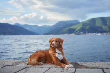 Bir Nova Scotia Duck Tolling Retriever köpeği deniz kenarındaki kayalık bir çıkıntıda yatıyor.