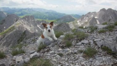 Jack Russell Terrier köpeği kayalık bir dağ yamacında duruyor. Arka planda engebeli tepelerin ve yeşil vadilerin nefes kesici manzarası var.