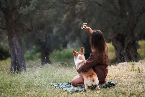 stock image A woman captures a selfie moment with her joyful dog amidst the verdant olive grove at twilight. girl with a Welsh Corgi Pembroke