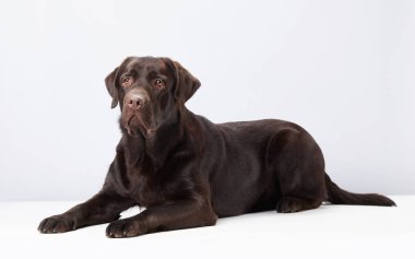 Relaxed chocolate Labrador dog reclines in a white studio, its gentle nature evident. Poised and peaceful, the dogs soft gaze conveys contentment and ease clipart