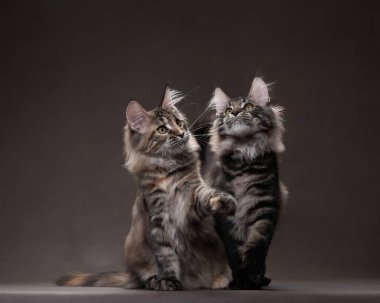 Two Maine Coon kittens exhibit playful curiosity, one standing on its hind legs, against a muted background clipart