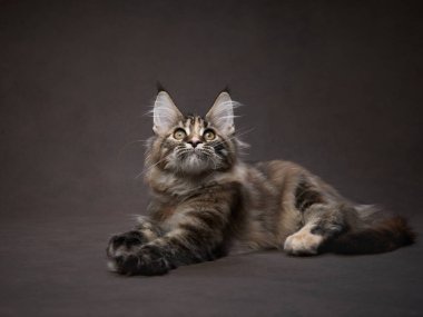 A majestic Maine Coon kitten lounges, its gaze captivated by something off-camera, against a subdued gray backdrop clipart