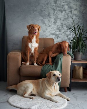 Dört köpekten oluşan dostane bir toplantı, evde uyumlu bir karışım. Bir Labrador, Vizsla, Nova Scotia Duck Tolling Retriever ve Jack Russell Terrier şık bir yaşam alanında bir araya geldiler.