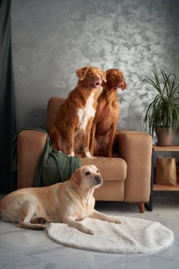 Dört köpekten oluşan dostane bir toplantı, evde uyumlu bir karışım. Bir Labrador, Vizsla, Nova Scotia Duck Tolling Retriever ve Jack Russell Terrier şık bir yaşam alanında bir araya geldiler.
