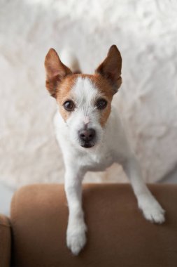 Jack Russell Terrier ile birlikte ev içi. Sıcak bir ev ortamında, bir köpek dikkatlice dışarı bakar.