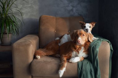 Bir Nova Scotia Duck Tolling Retriever ve bir Jack Russell Terrier salonu, rahat bir hava yayıyor şık bir şekilde belirlenmiş bir odada.