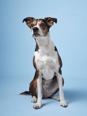 Melez bir köpek, sakin bir mavi arka plana karşı nazikçe oturur ve sakin bir zeka duygusu yayar.