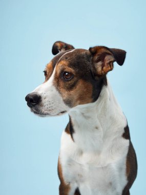 Dengeli bir melez köpek, yumuşak mavi bir zemin üzerinde poz verir, neşeli karakteri samimi bir anda yakalanır.