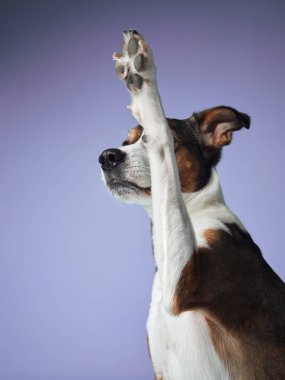Üç renkli bir köpek bir numara yapar. Pençesini mor bir arka plana kaldırır. Stüdyo ortamında.