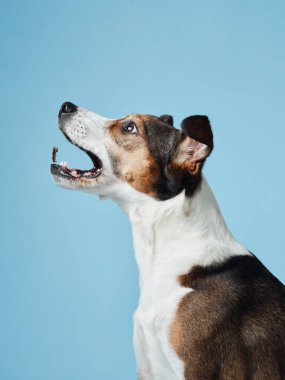  Neşeli bir melez köpek sıçrıyor, gözleri ve ağzı açık, sakin mavi bir stüdyoya karşı bir ziyafet bekliyor.
