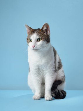 Beyaz ve tekir kürklü özgüvenli bir evcil kedi yumuşak mavi bir arka planda zarif bir şekilde oturur. Özenli yeşil gözleri merakı ve farkındalığı yansıtır.