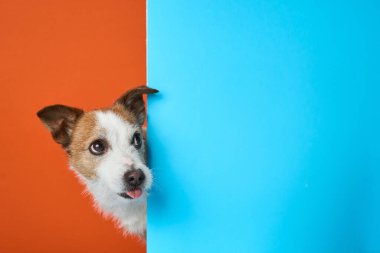 Meraklı Jack Russell Terrier köpeği turuncu arka planla çelişen mavi bir köşeyi gözetliyor. Sahne, köpeklerin meraklı doğasını ve keskin özelliklerini vurguluyor.