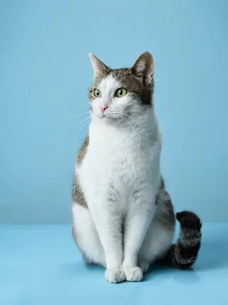 stock image A poised domestic cat with a white and tabby coat sits elegantly against a soft blue background. Its attentive green eyes reflect curiosity and awareness